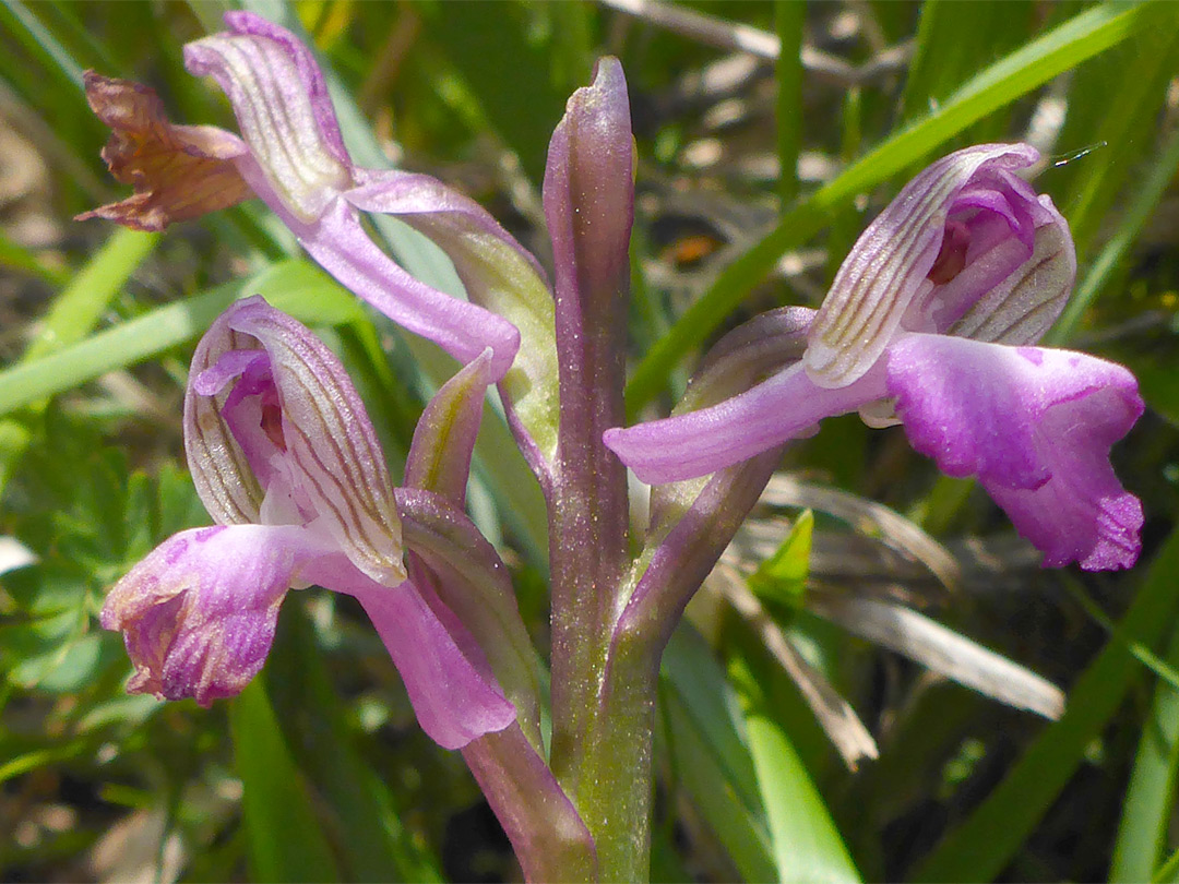 Green-winged orchid