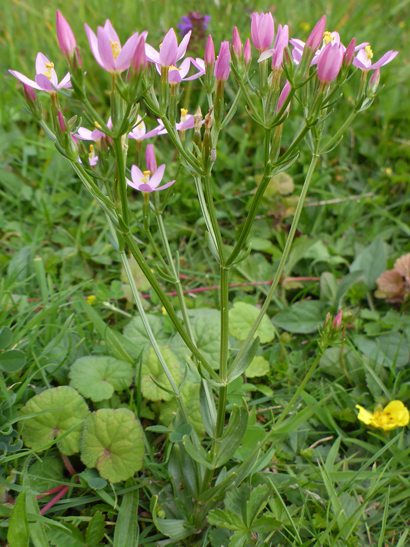 Common centaury