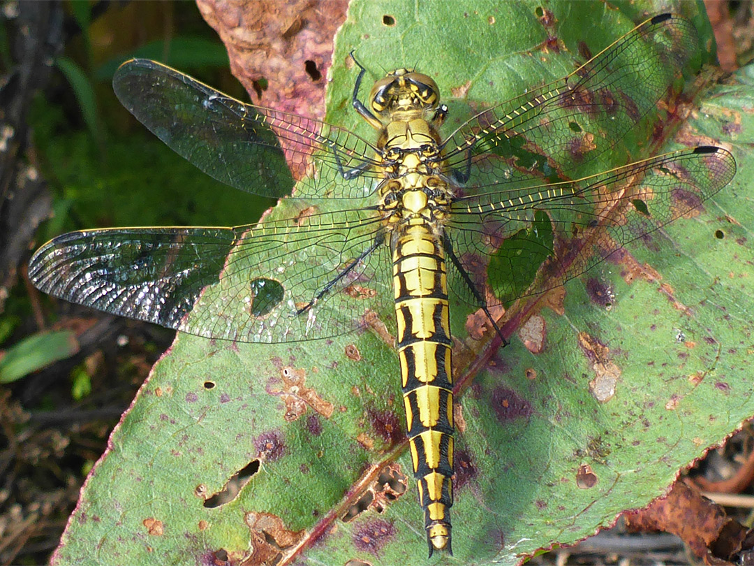 Black-tailed skimmer