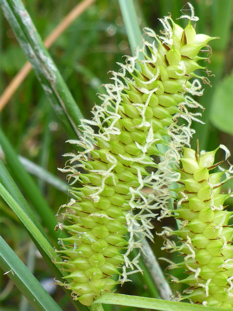 Bottle sedge