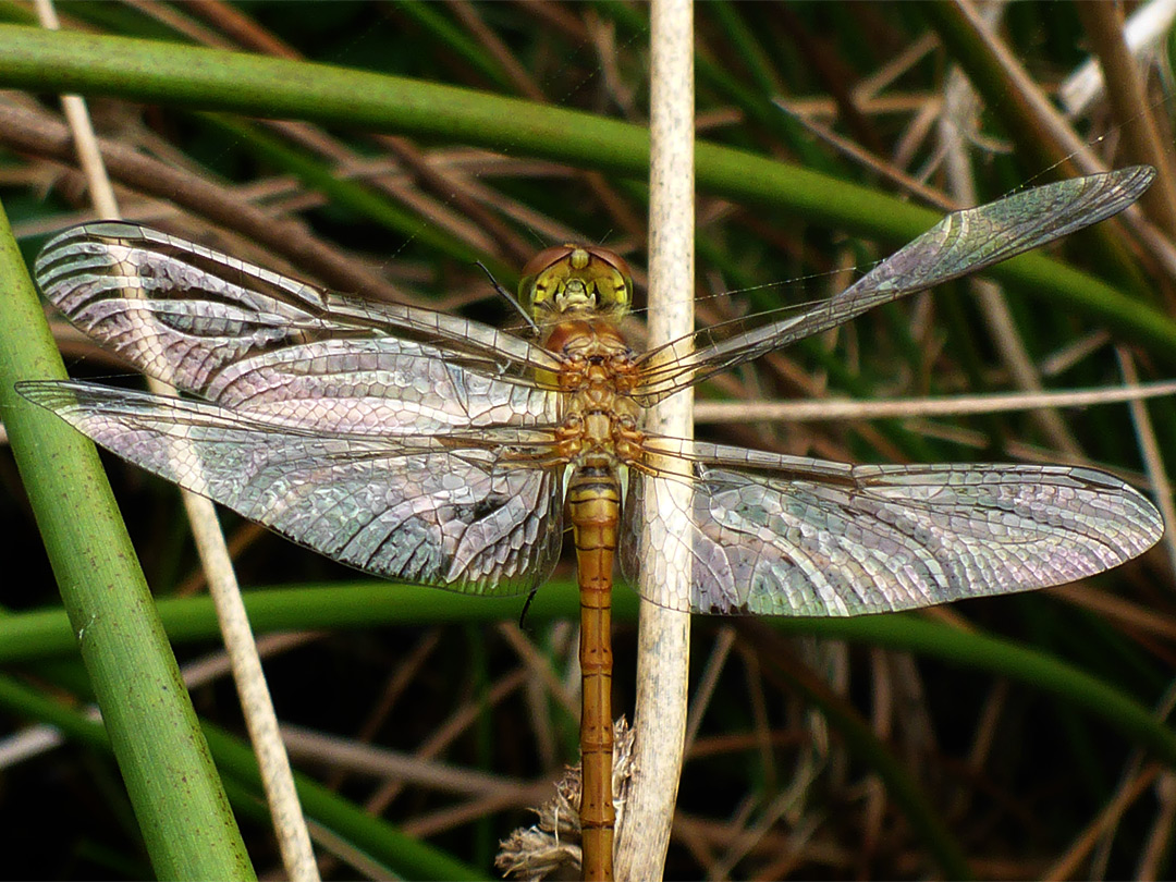 Common darter