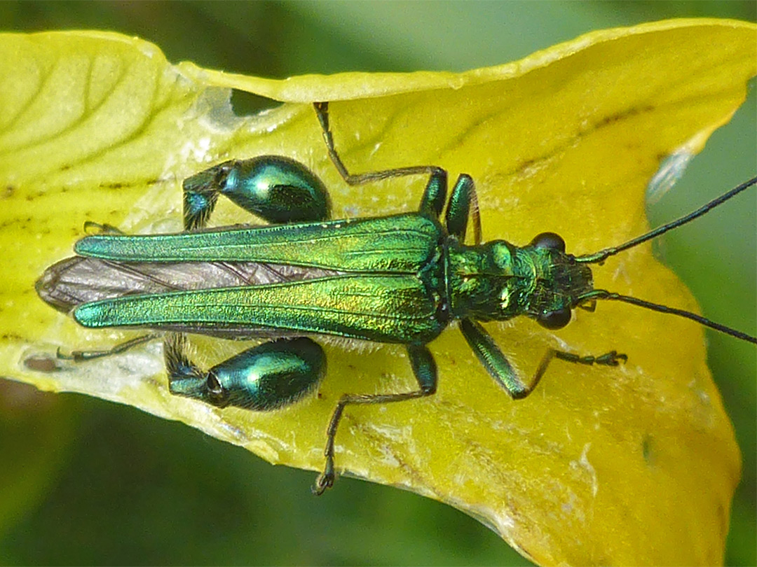 Thick-legged flower beetle