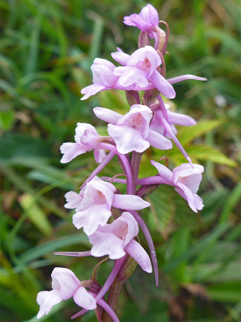 Fragrant orchid