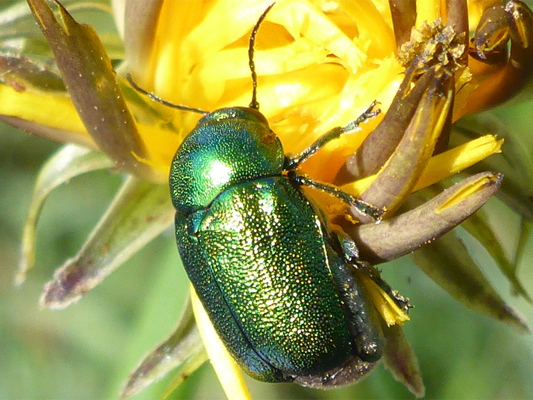 Green pot beetle