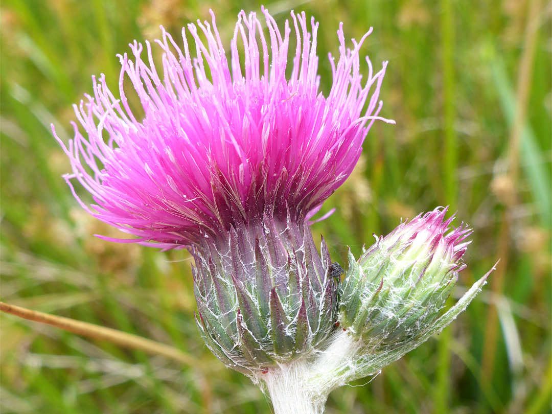 Marsh thistle