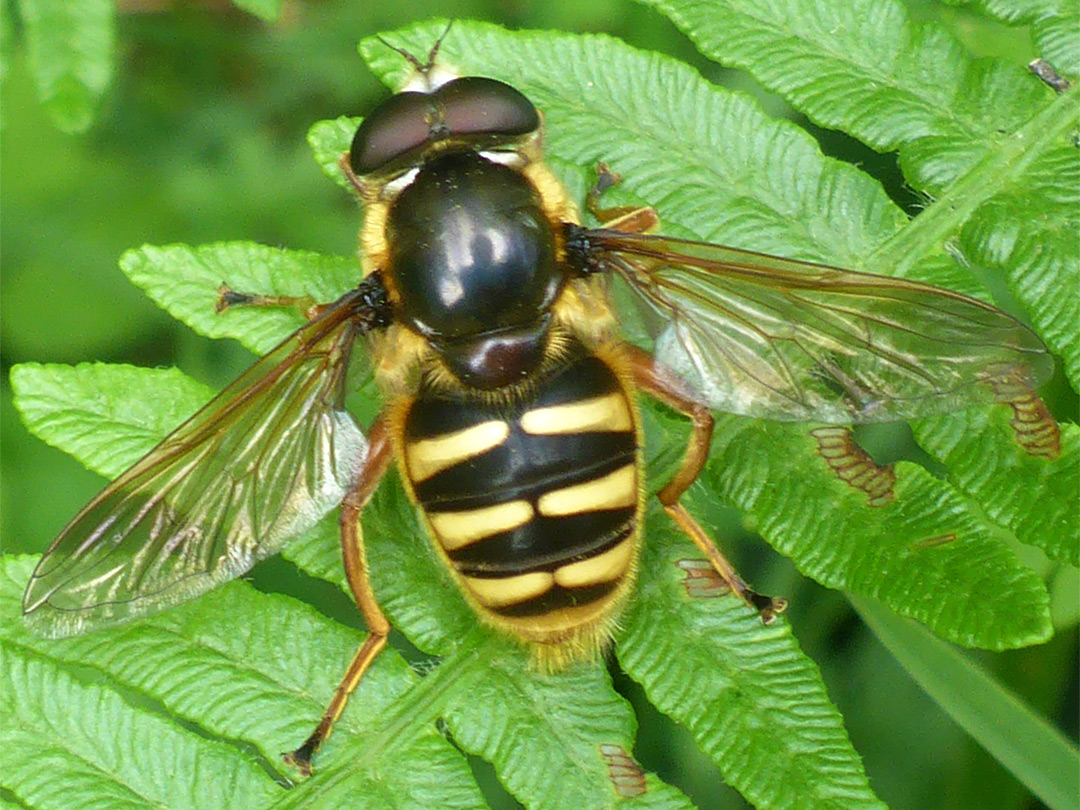 Yellow-barred peat hover fly