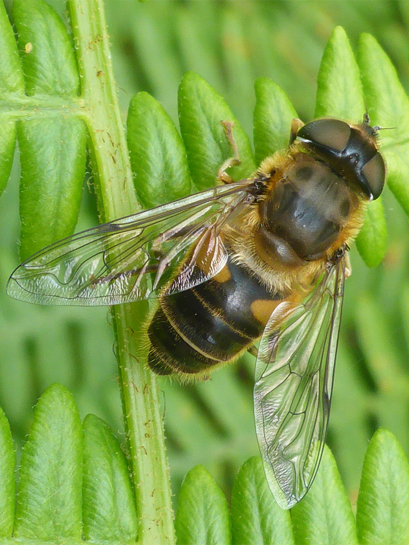 Tapered drone fly