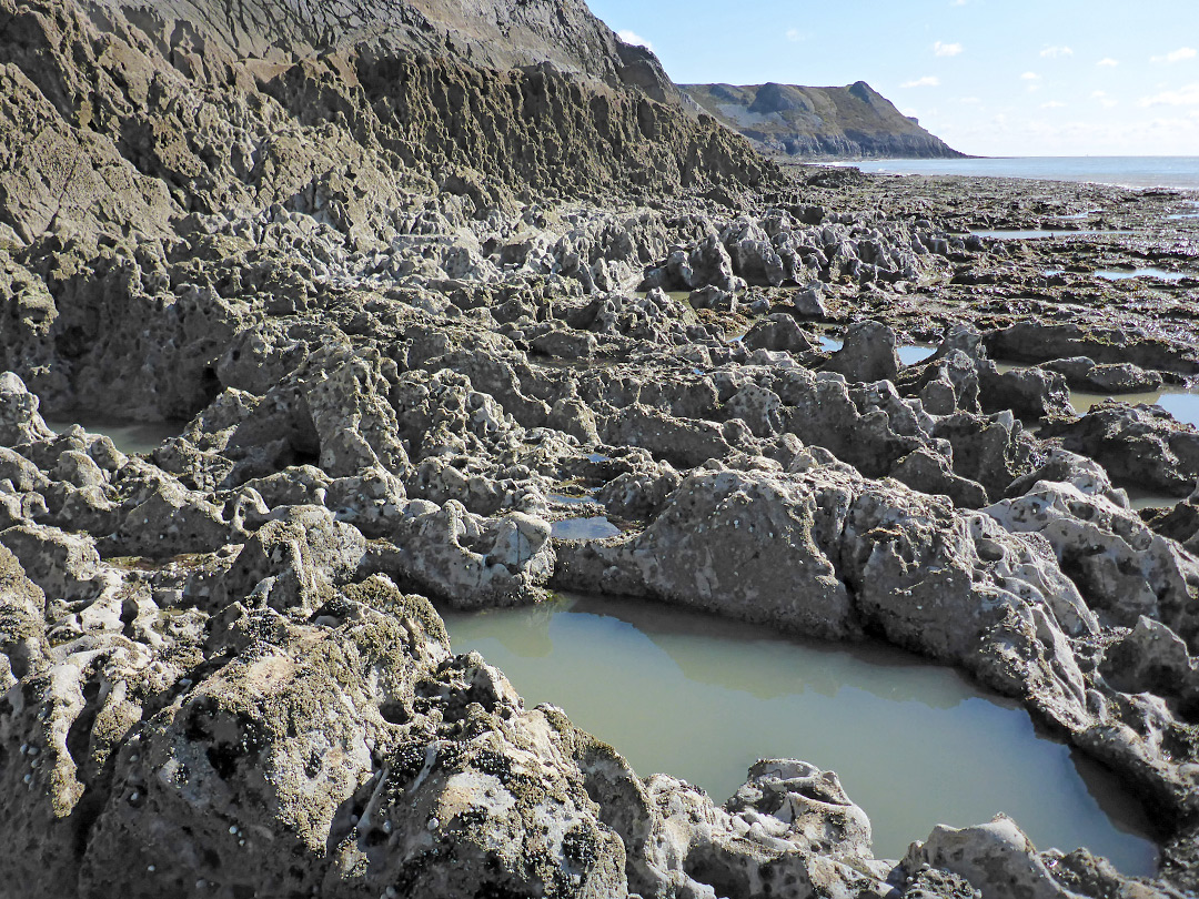 Barnacle-covered limestone