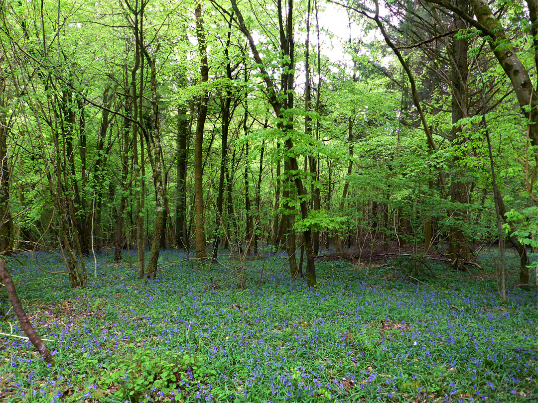 Bluebells