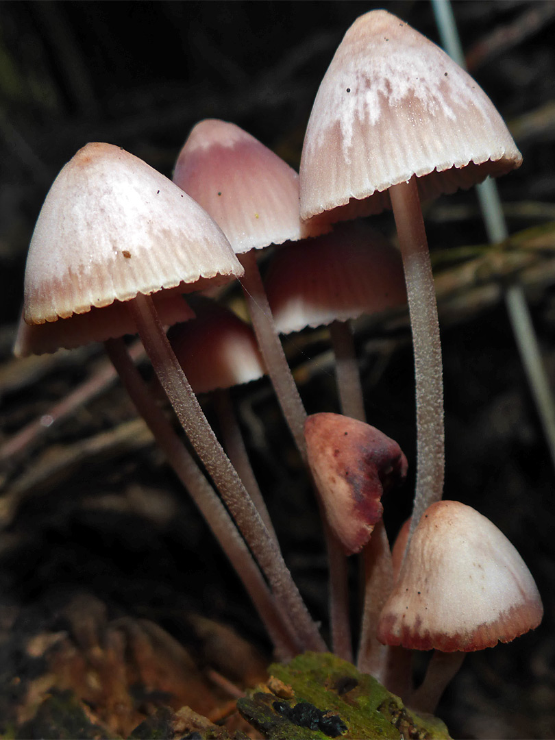 Burgundydrop bonnet - caps