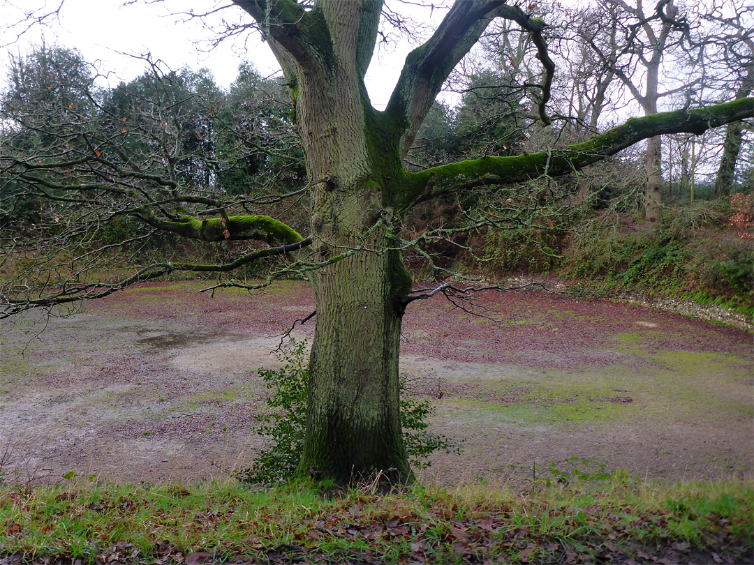 Tree at the amphitheatre