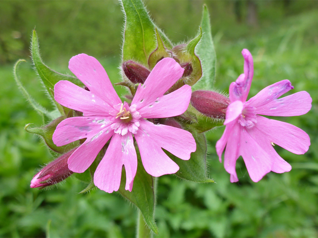 Buds and flowers