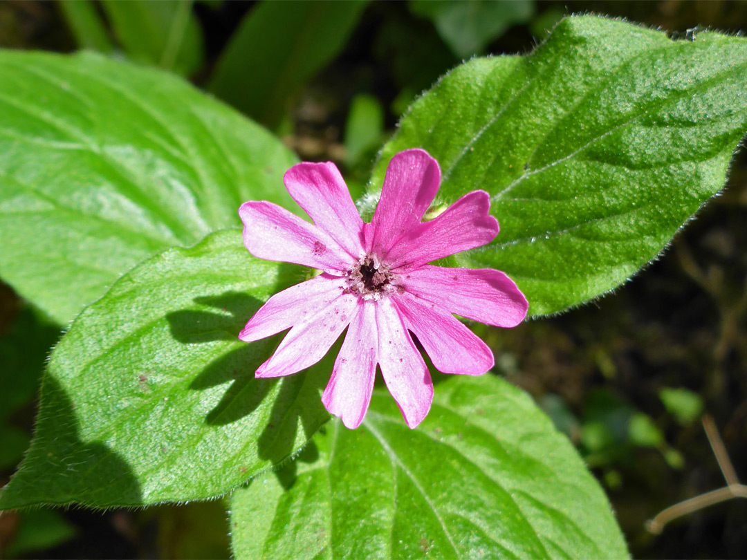 Red campion