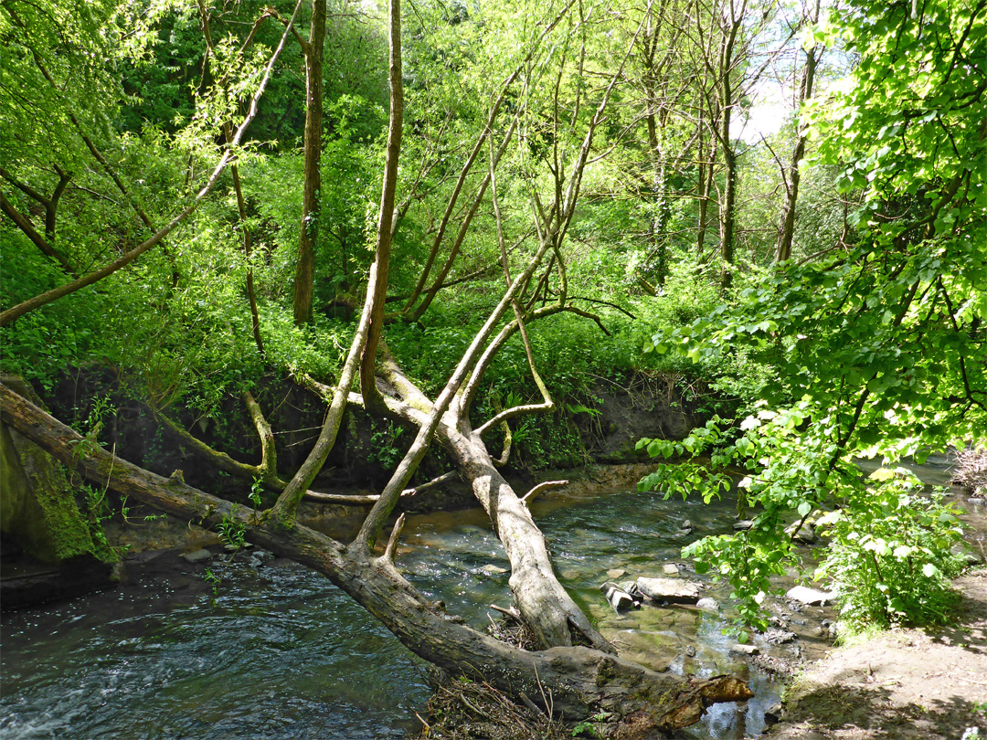 Fallen tree