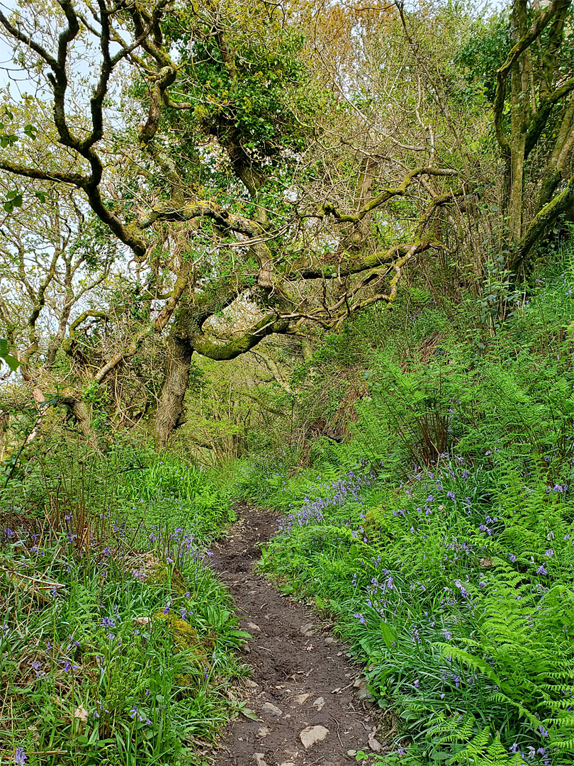 Path in Sloo Wood