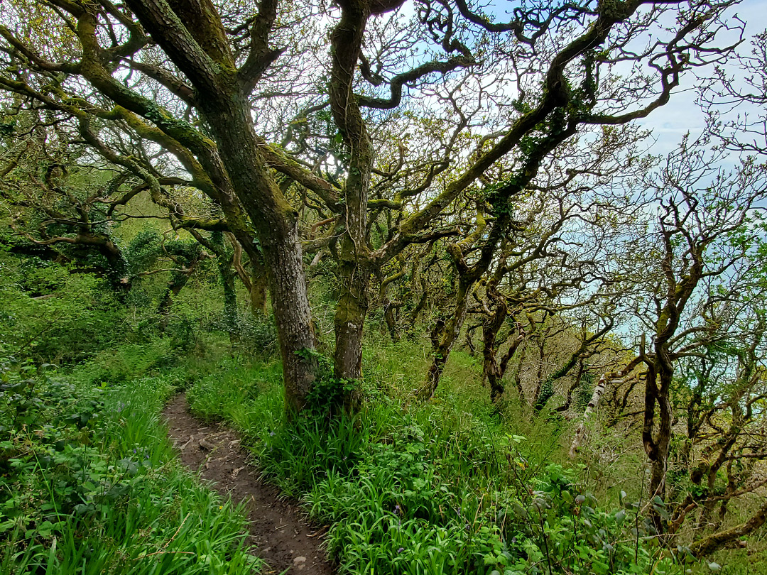 The coast path