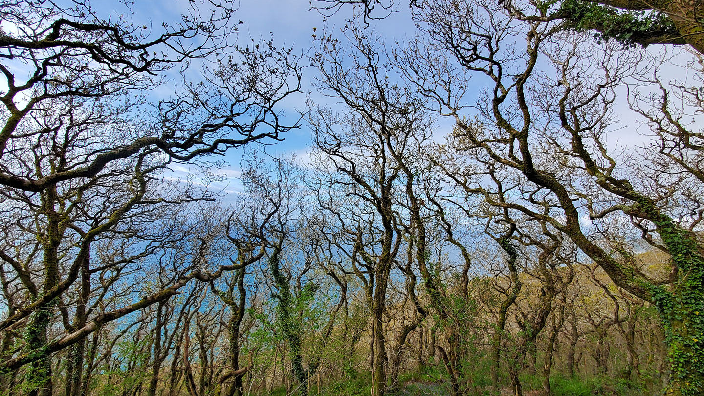 Twisted branches