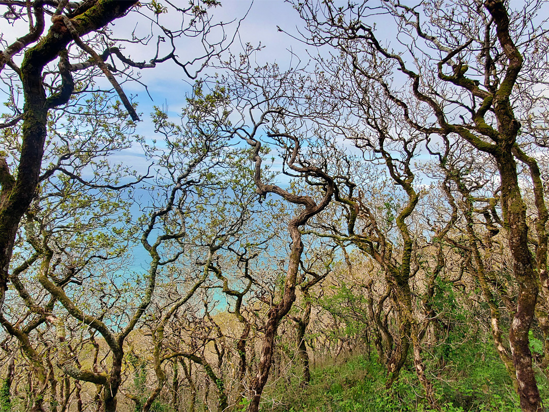 Trees in Sloo Wood