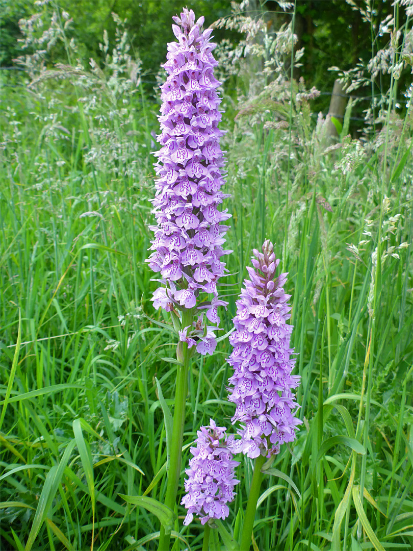 Heath spotted orchid