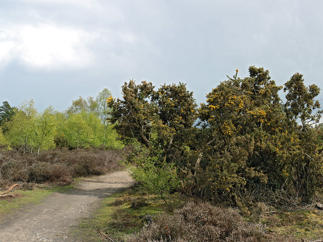 Gorse bushes