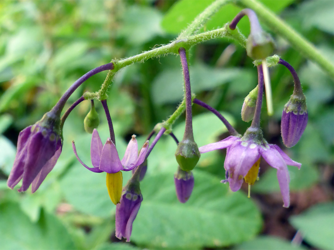 Pendant flowers