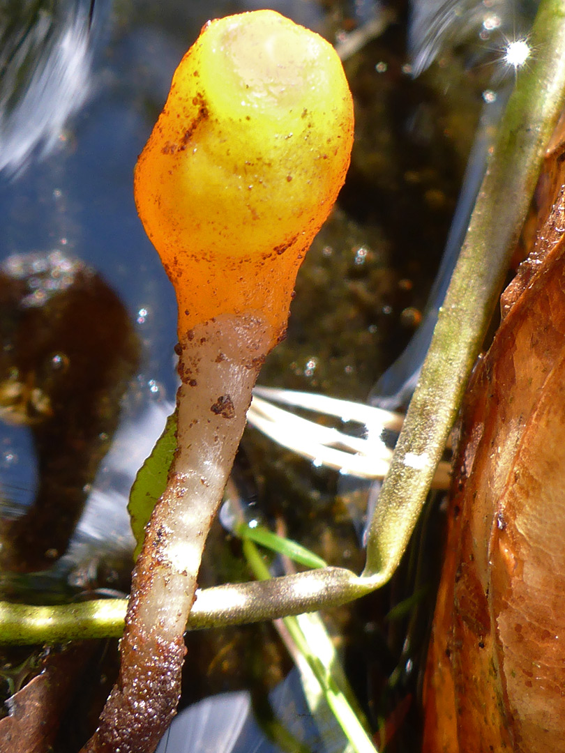 Bog beacon