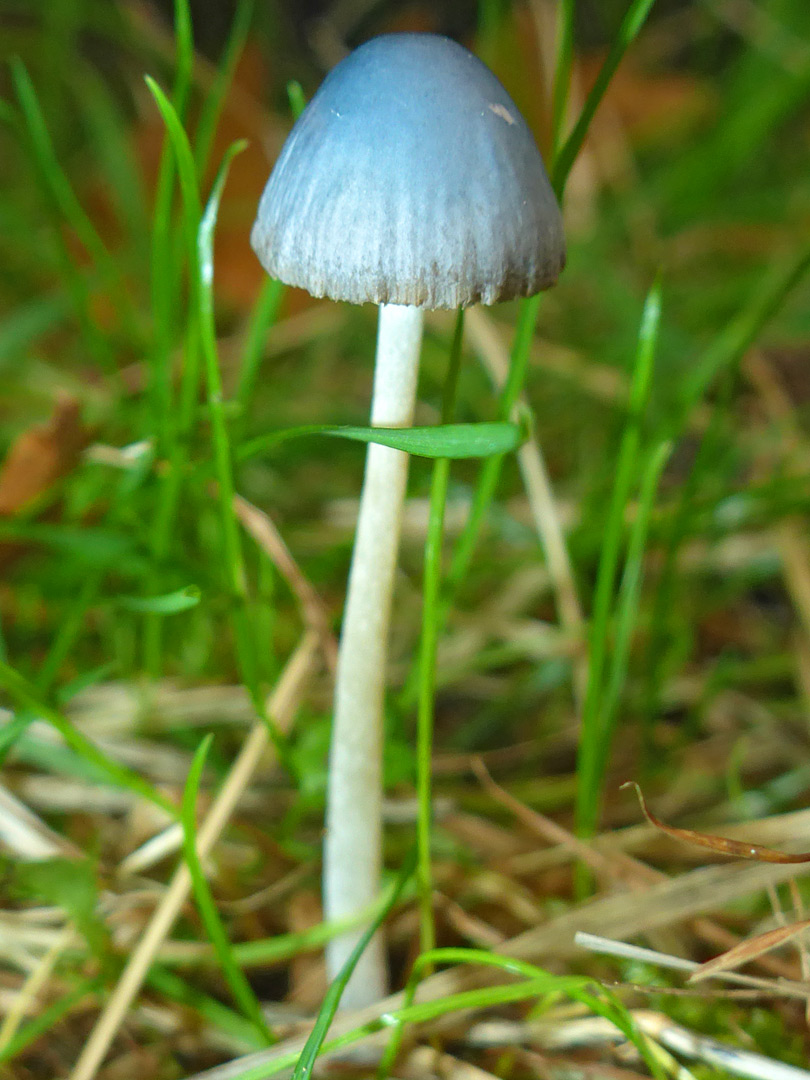 Blue mushroom