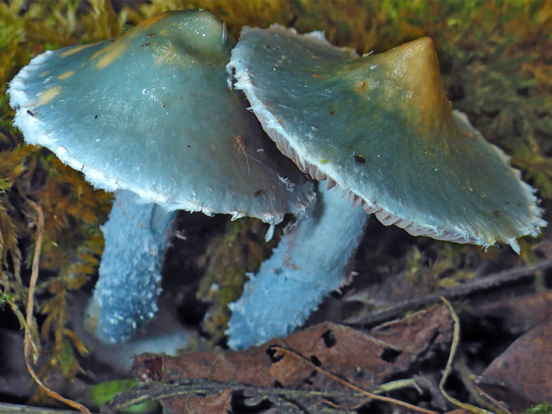 Blue roundhead - caps