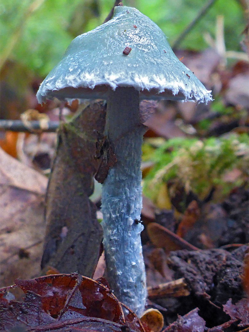 Blue roundhead - stem