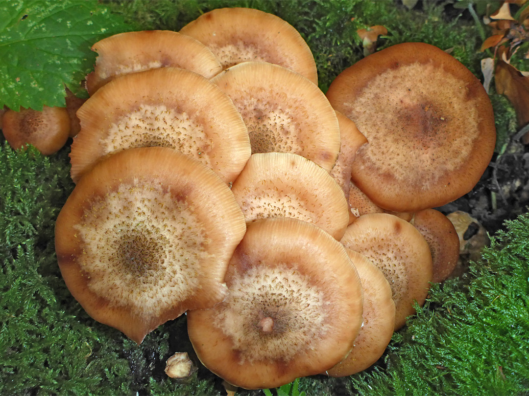 Dark honey fungus