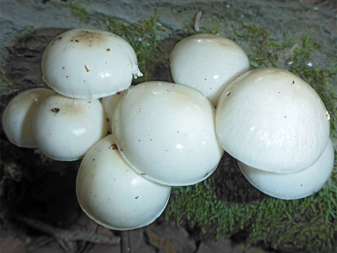 Porcelain mushroom