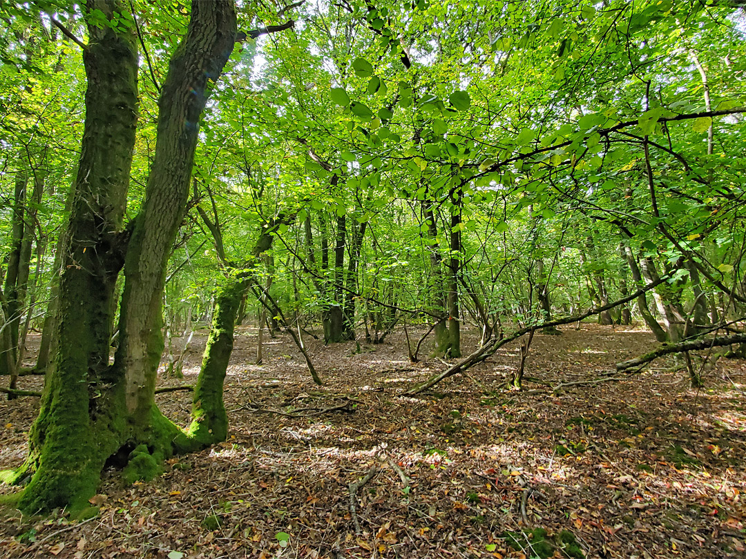 Well-spaced trees