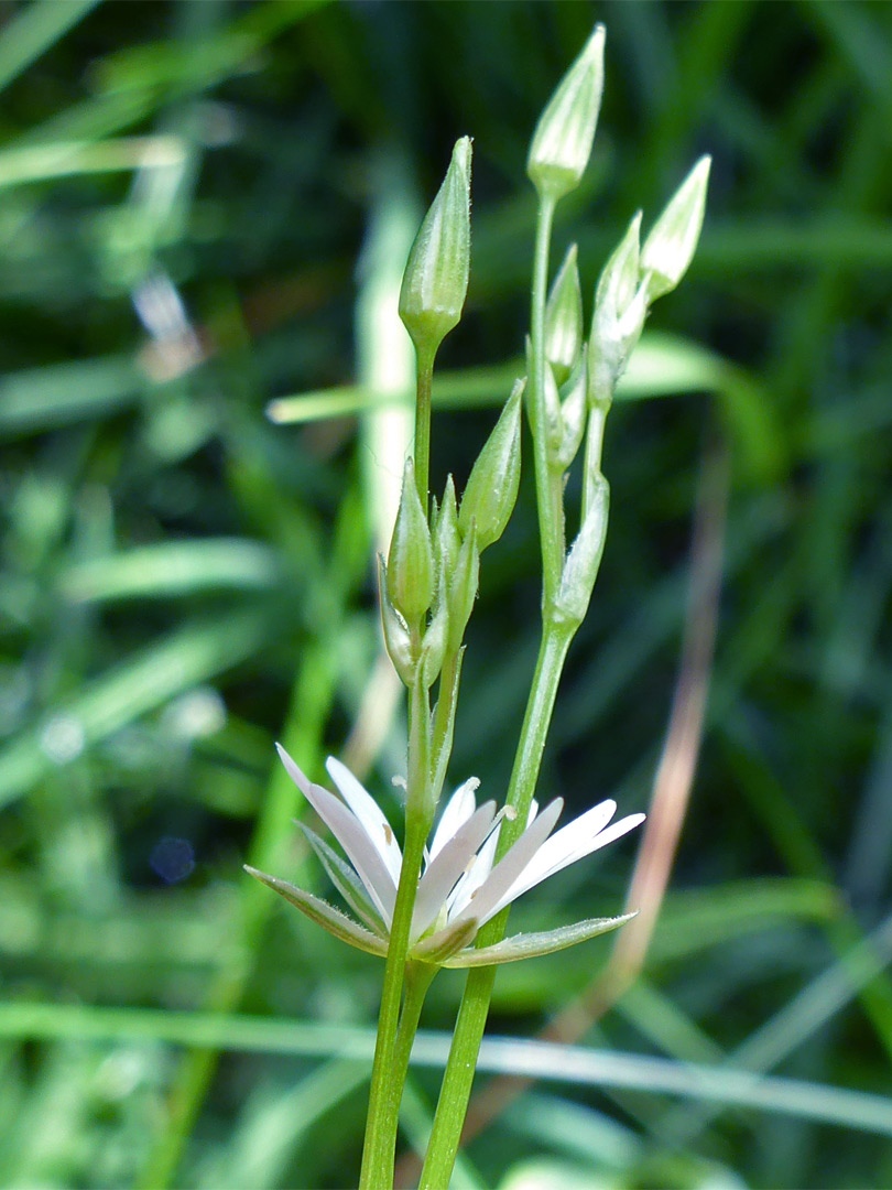 Lesser stitchwort