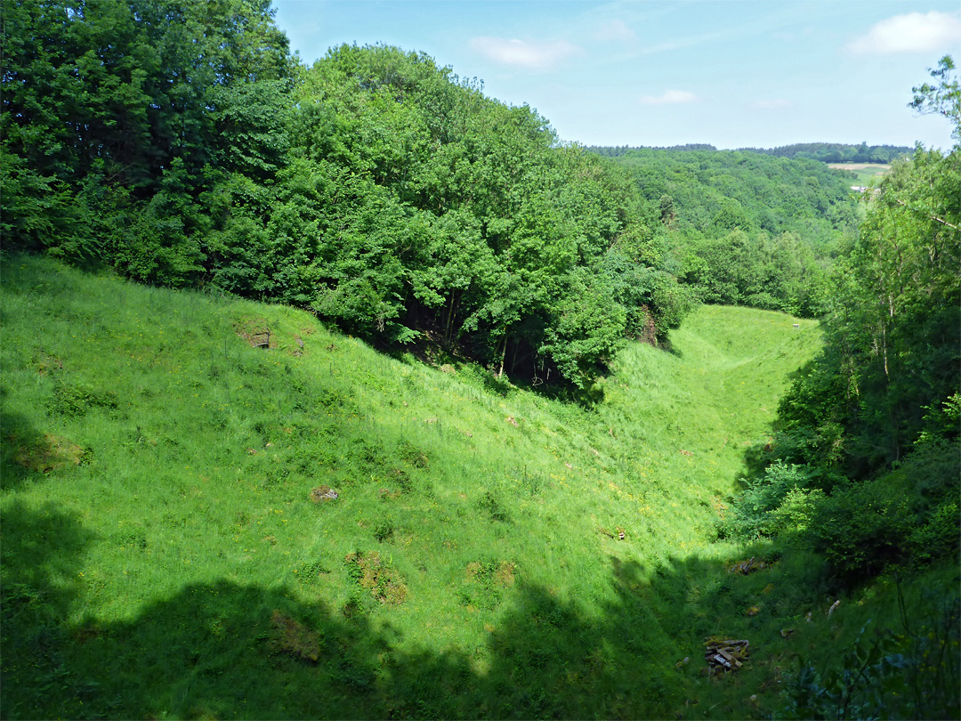 Grass and trees