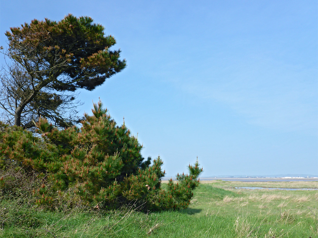 Pine trees