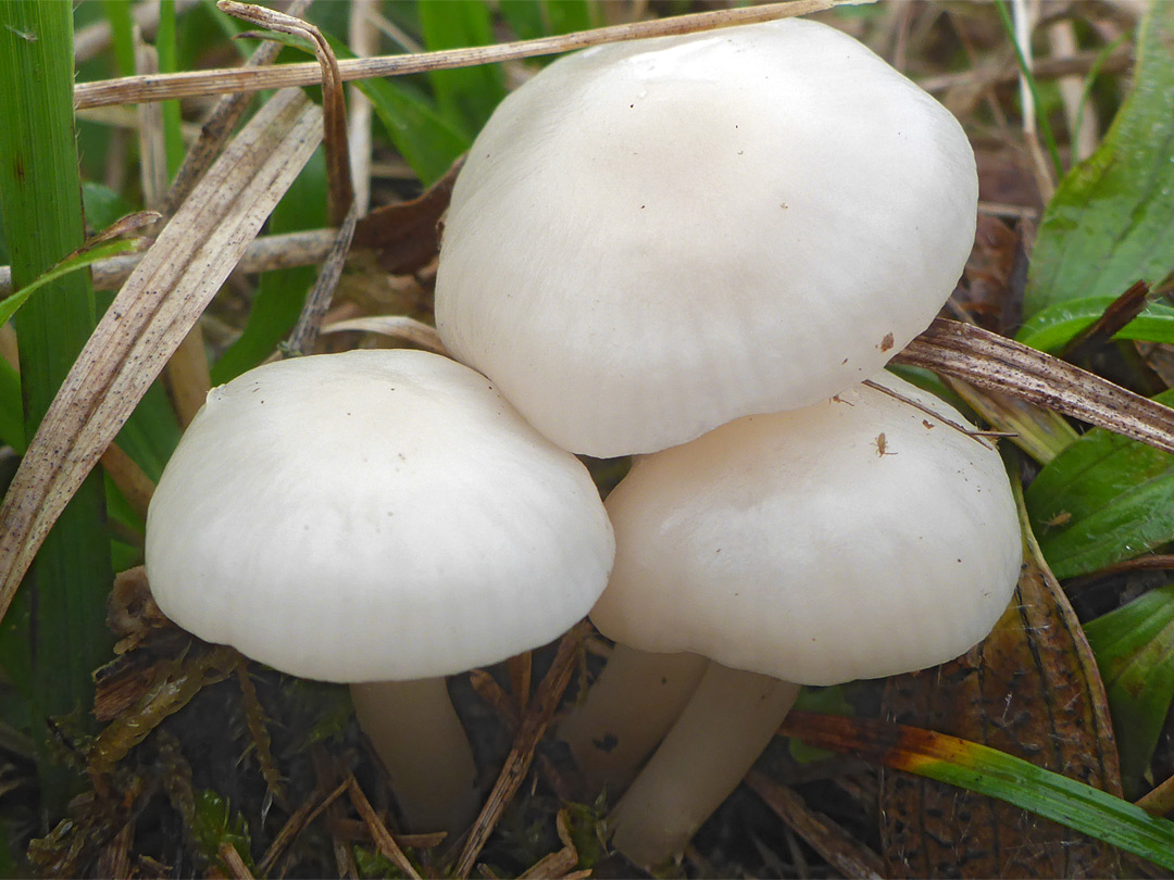 Snowy waxcap