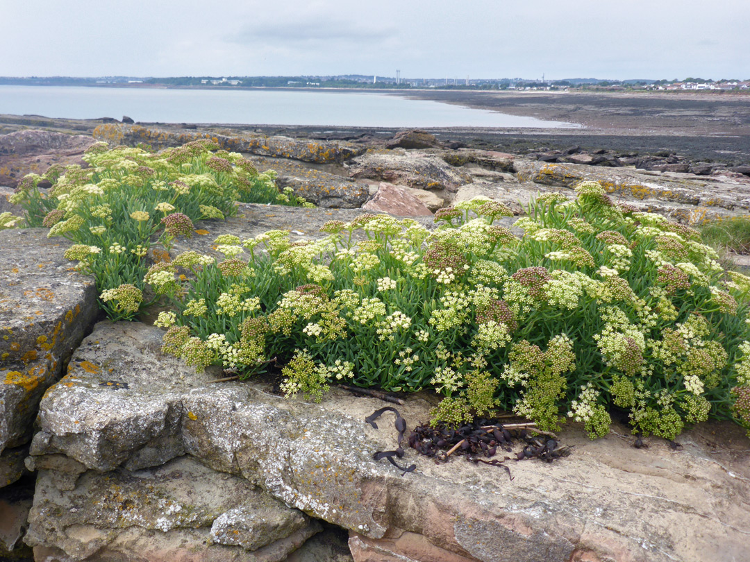 Rock samphire