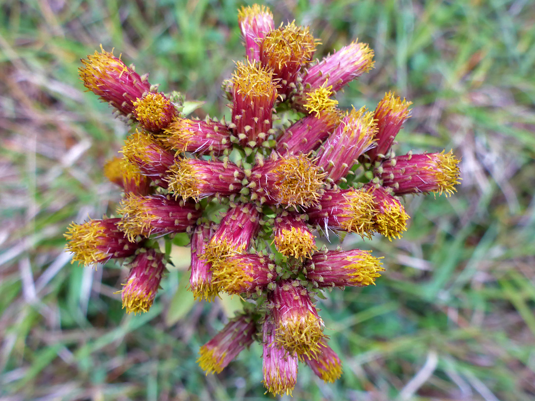 Ploughman's spikenard