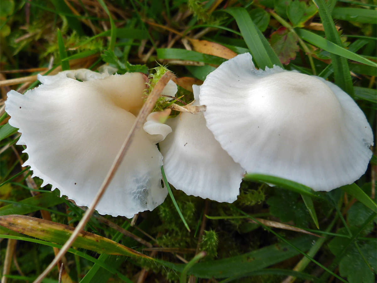 Snowy waxcap