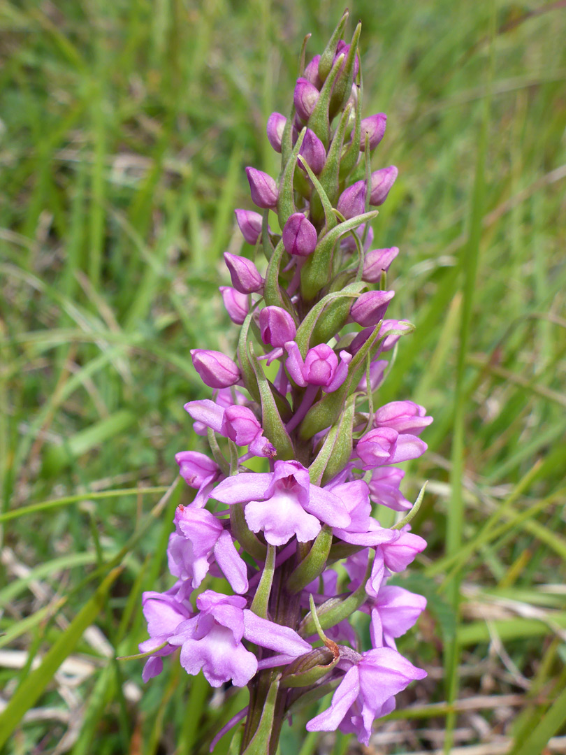 Fragrant orchid