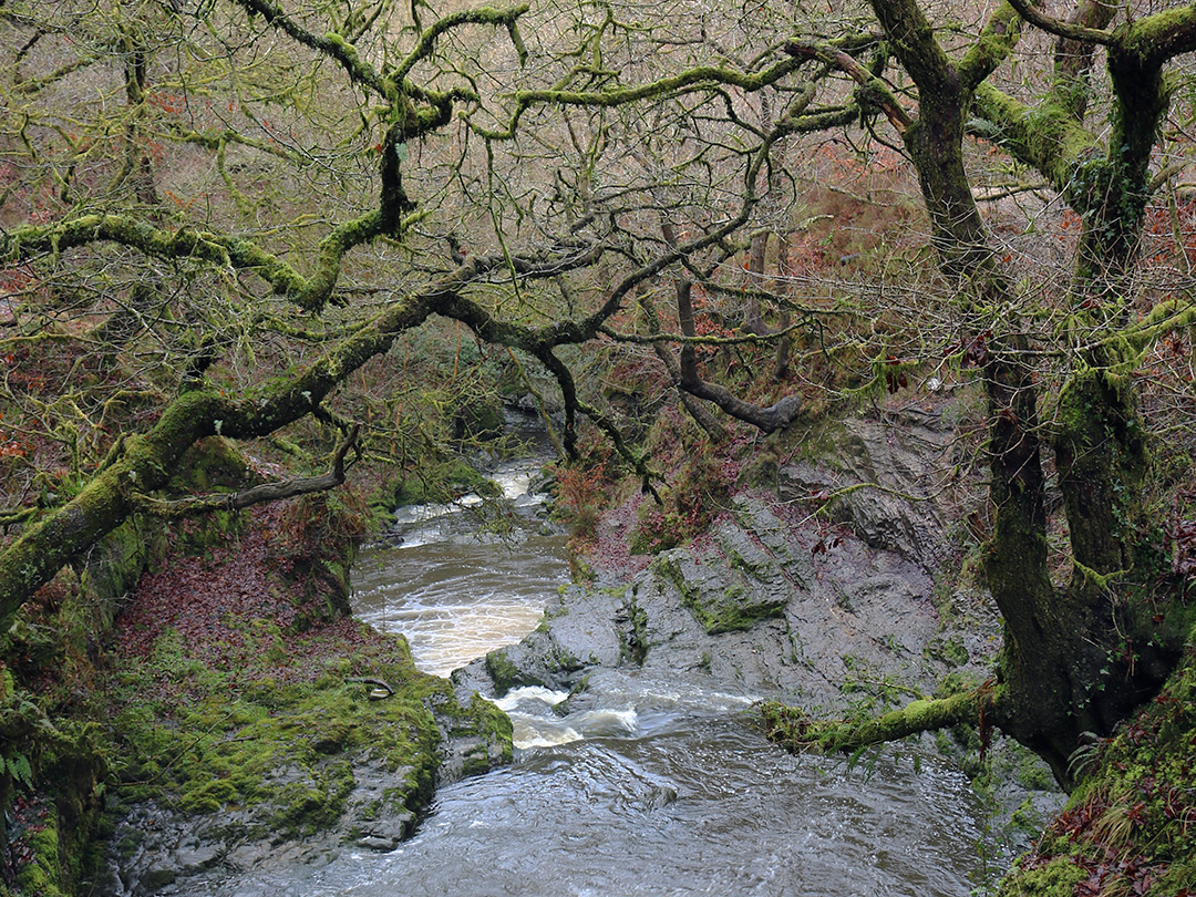 Mossy branches