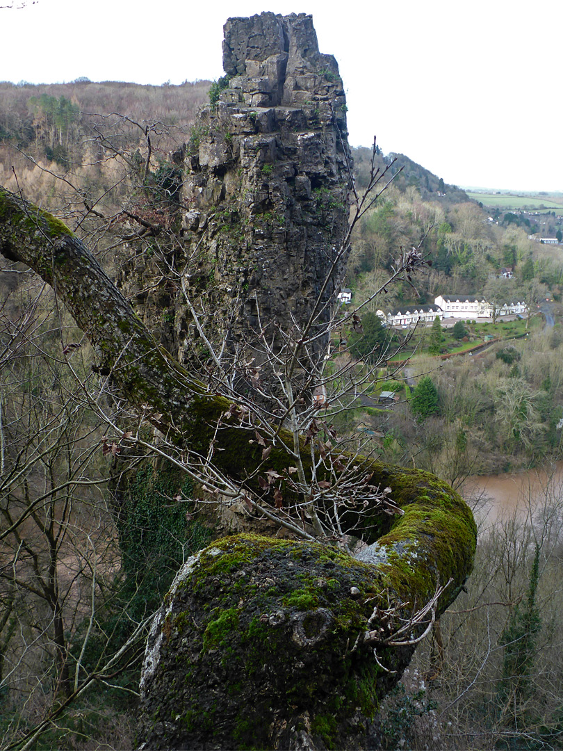 Tree and pinnacle