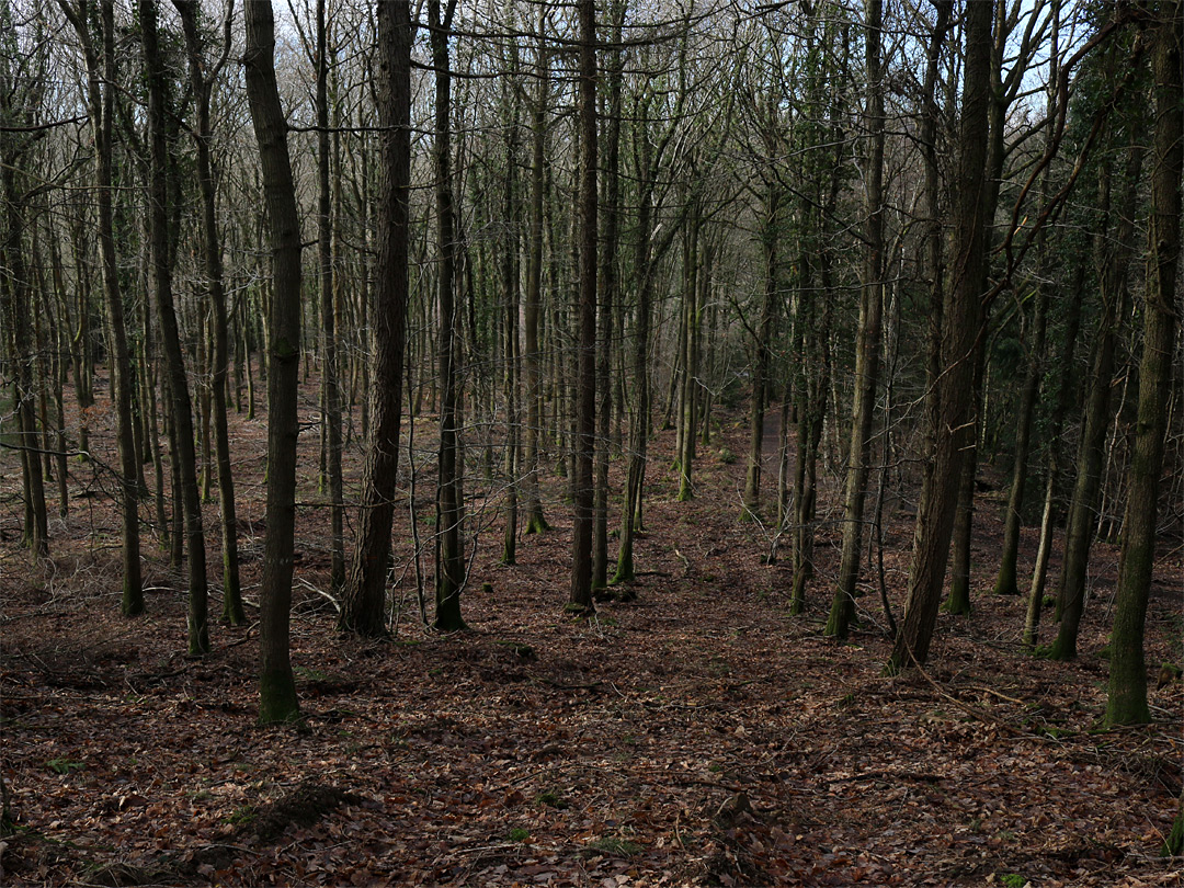 Slender trees