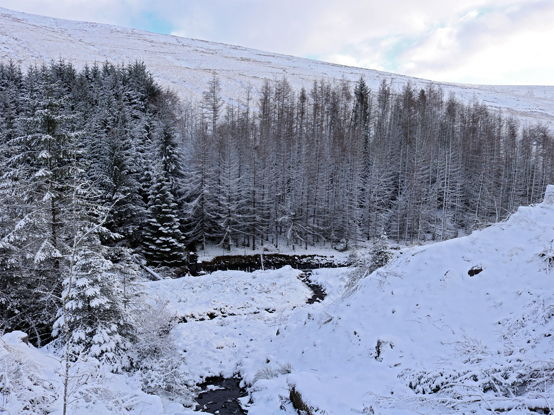 Trees below the Taff Trail