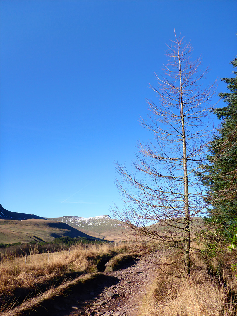 Edge of Taf Fechan Forest