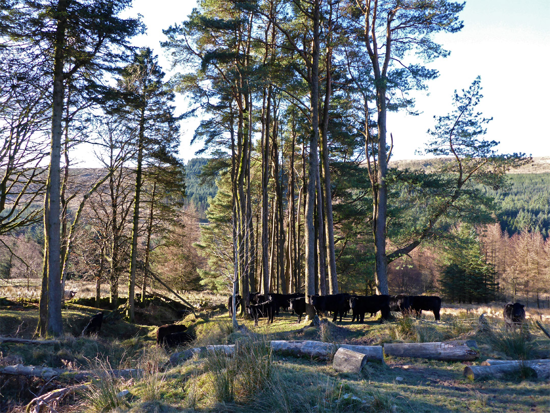 Trees and cows