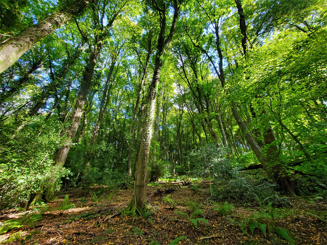 Tall beech trees