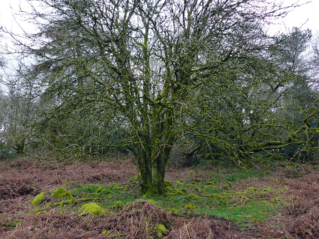 Mossy tree