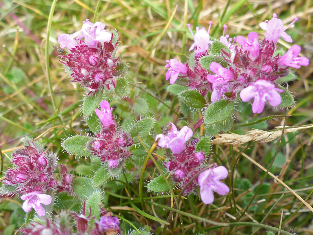 Leaves and flowers