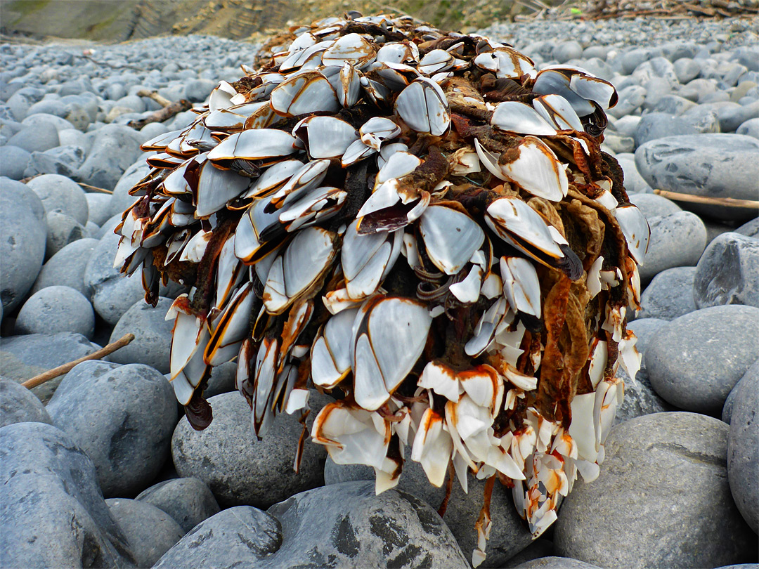 Gooseneck barnacles